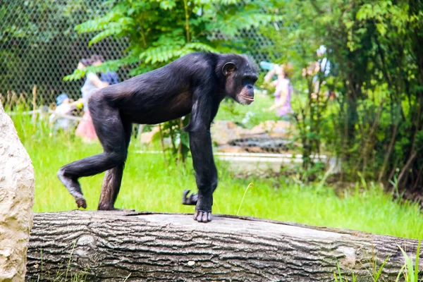 A kis és nagy majmok és emberszabású majmok fogságban — Stock Fotó