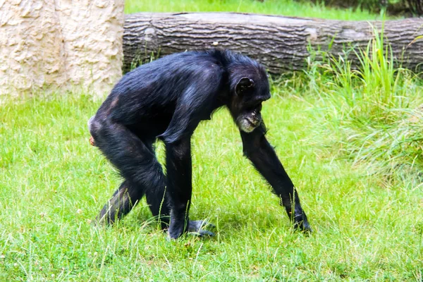 Scimmie piccole e grandi e scimmie in cattività — Foto Stock