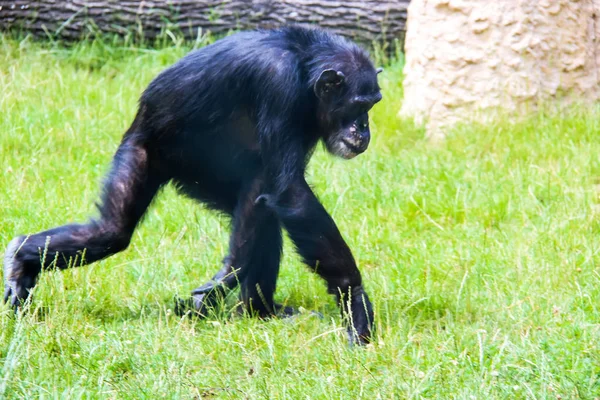 Monos y monos pequeños y grandes en cautiverio — Foto de Stock