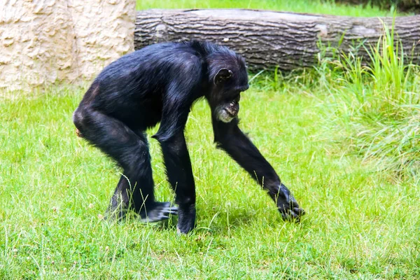 Scimmie piccole e grandi e scimmie in cattività — Foto Stock