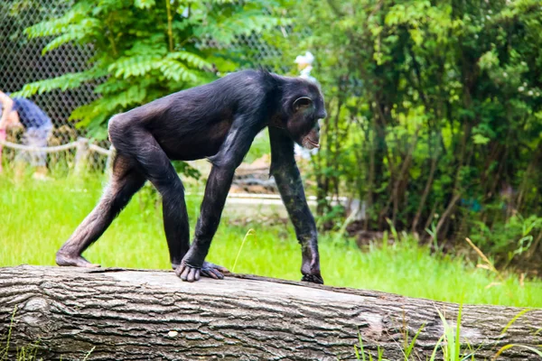 Monos y monos pequeños y grandes en cautiverio — Foto de Stock