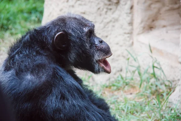 Petits et grands singes et singes en captivité — Photo