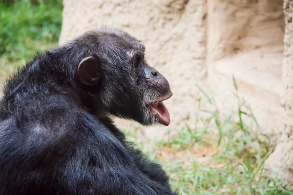 Monos y monos pequeños y grandes en cautiverio — Foto de Stock