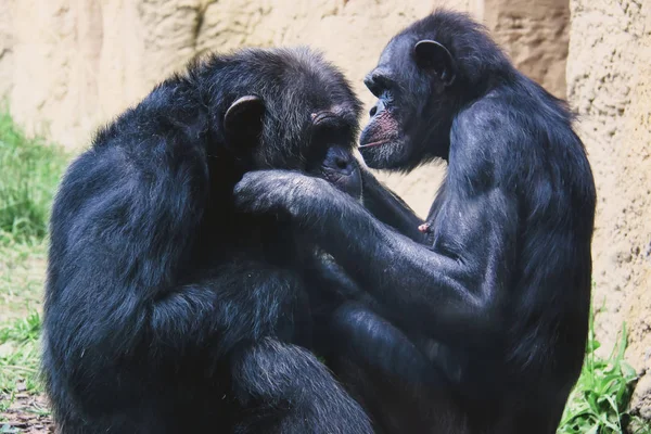 Monos y monos pequeños y grandes en cautiverio — Foto de Stock