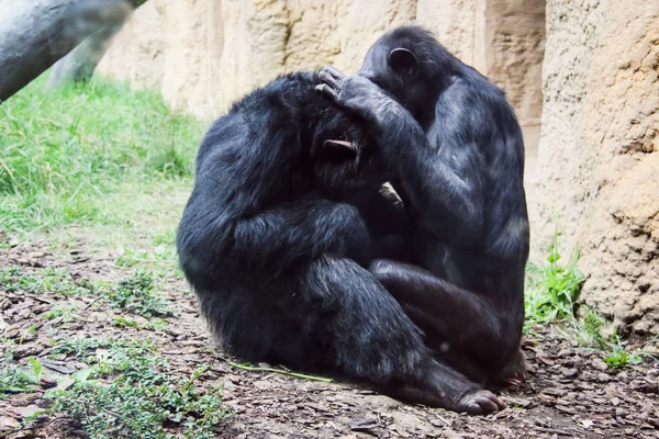 Pequenos e grandes macacos e macacos em cativeiro — Fotografia de Stock