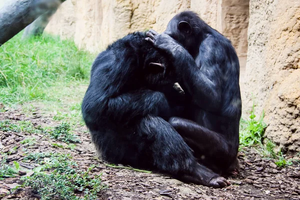 Pequenos e grandes macacos e macacos em cativeiro — Fotografia de Stock