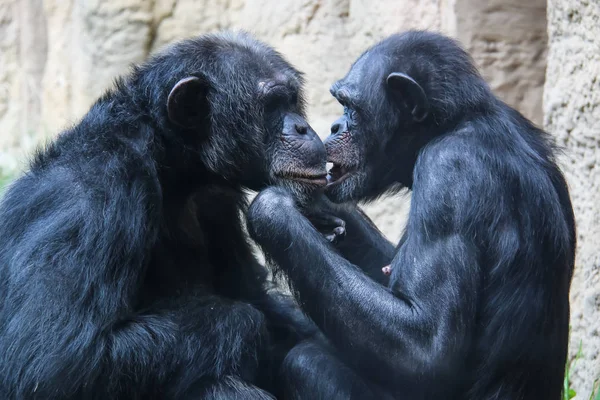 Monos y monos pequeños y grandes en cautiverio — Foto de Stock