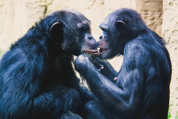 Petits et grands singes et singes en captivité — Photo