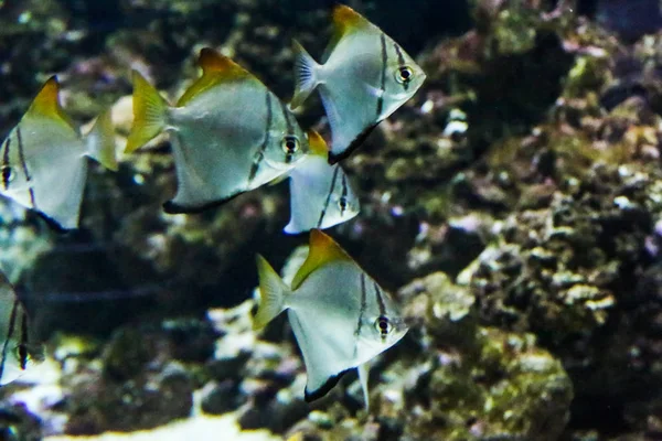 Bunte und abwechslungsreiche Unterwasserwelt im Aquarium — Stockfoto