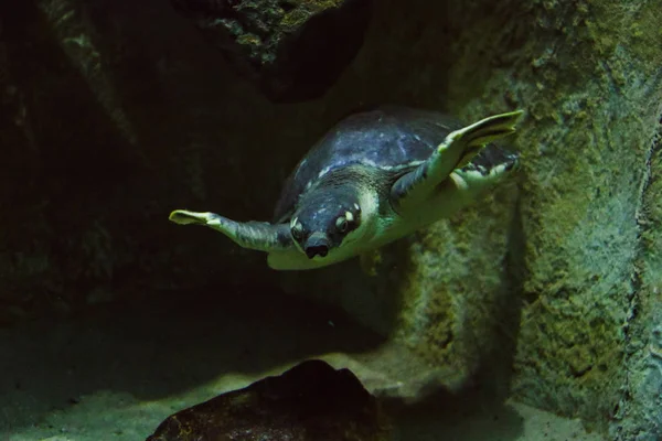 Bunte und abwechslungsreiche Unterwasserwelt im Aquarium — Stockfoto