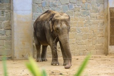 Çek Cumhuriyeti'nde hayvanat bahçesinde fil