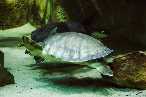 Bunte und abwechslungsreiche Unterwasserwelt im Aquarium — Stockfoto