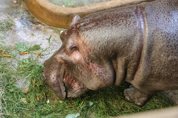 Massale verschrikkelijke uitziende nijlpaard in de dierentuin — Stockfoto