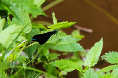 Çek Cumhuriyeti'nde babiccine udoli dere de yaşayan mavi yusufçuk
