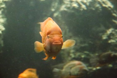 Çek Cumhuriyeti Hradec Kralove içinde Deniz Akvaryumu