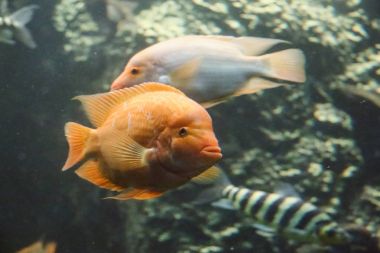 Çek Cumhuriyeti Hradec KR Lov Deniz Akvaryumu