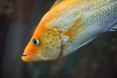 Çek Cumhuriyeti Hradec KR Lov Deniz Akvaryumu