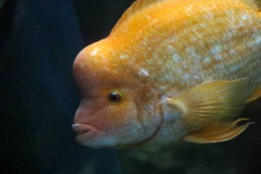 Çek Cumhuriyeti Hradec KR Lov Deniz Akvaryumu