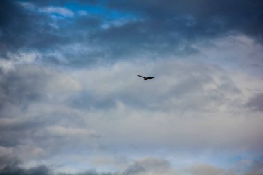 güzel bir gökyüzü, bir av yeri ve kuşlar olan bir alana