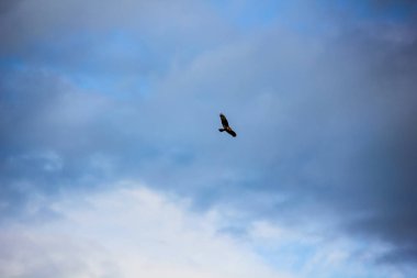 güzel bir gökyüzü, bir av yeri ve kuşlar olan bir alana