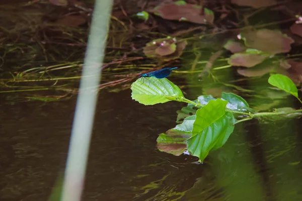 Libellule bleue qui vit au bord du ruisseau à babiccine udoli en République tchèque — Photo