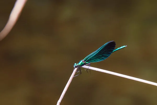 Çek Cumhuriyeti'nde babiccine udoli dere de yaşayan mavi yusufçuk — Stok fotoğraf