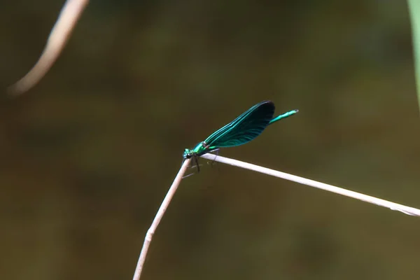 Libélula azul que vive perto do riacho em babiccine udoli na República Checa — Fotografia de Stock