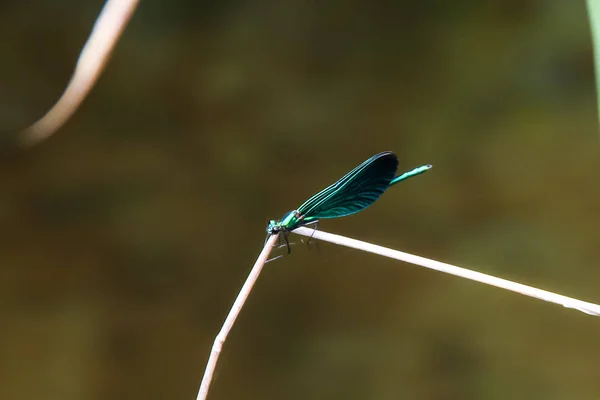 Blue dragonfly who lives by the creek in babiccine udoli in the Czech Republic — Stock Photo, Image
