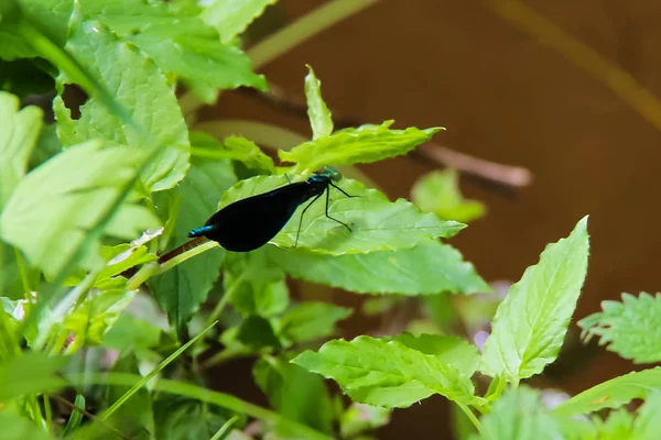 Blue Dragonfly som bor vid bäcken i babiccine udoli i Tjeckien — Stockfoto