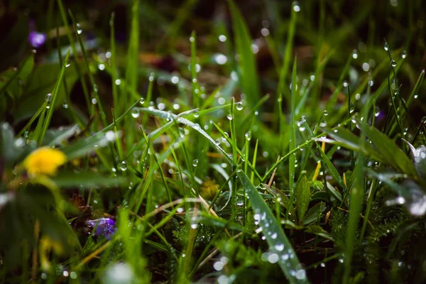 Gouttes de rosée sur l'herbe verte fraîche au printemps — Photo