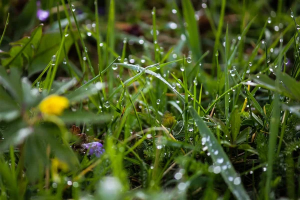 Gotas de orvalho na grama verde fresca na primavera — Fotografia de Stock