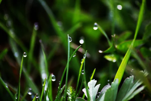 春天露珠落在鲜绿的草地上 — 图库照片