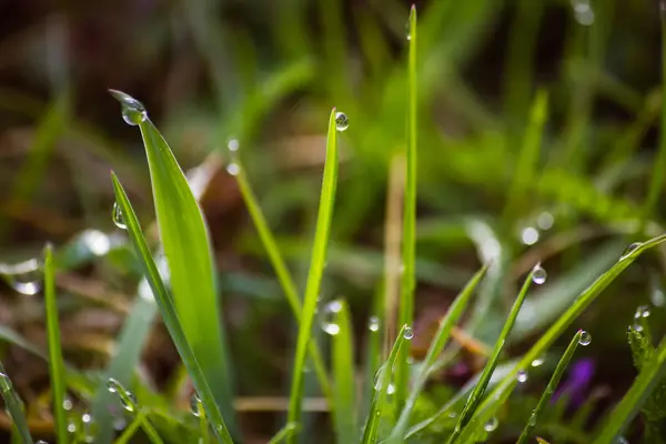 Gotas de orvalho na grama verde fresca na primavera — Fotografia de Stock