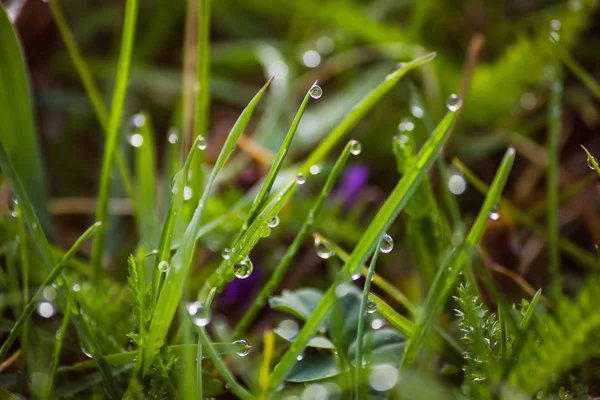 Gotas de rocío sobre hierba verde fresca en primavera — Foto de Stock