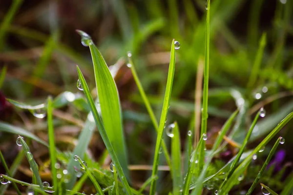 Gotas de orvalho na grama verde fresca na primavera — Fotografia de Stock