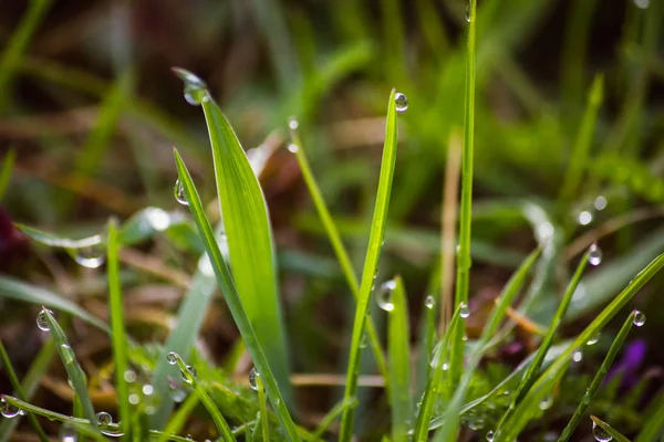 Harmat cseppek friss zöld fűre tavasszal — Stock Fotó