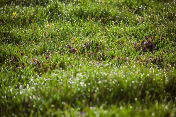 Gocce di rugiada sull'erba verde fresca in primavera — Foto Stock