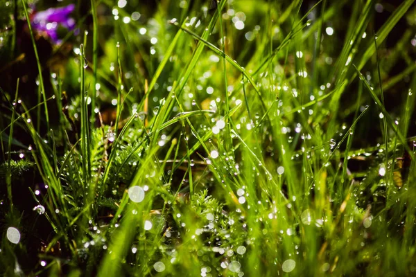 Gotas de orvalho na grama verde fresca na primavera — Fotografia de Stock