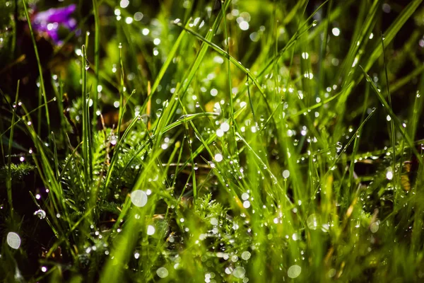 Gouttes de rosée sur l'herbe verte fraîche au printemps — Photo