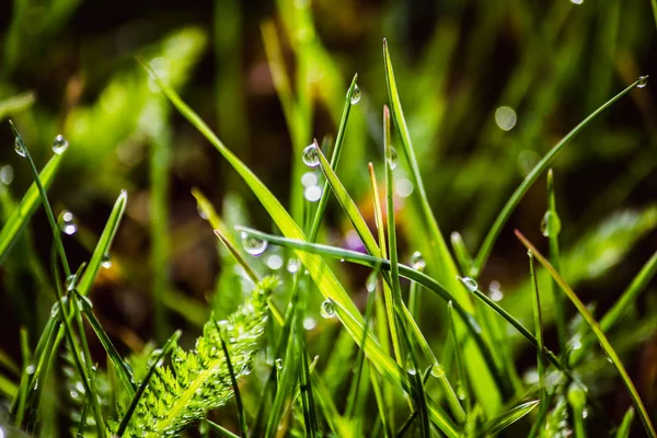 Harmat cseppek friss zöld fűre tavasszal — Stock Fotó