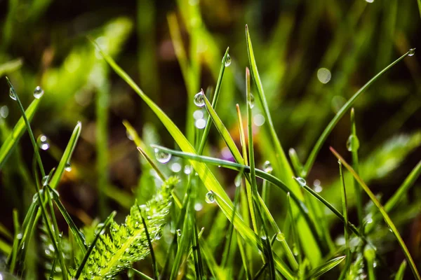 Gotas de rocío sobre hierba verde fresca en primavera — Foto de Stock