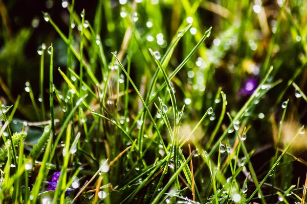 Gotas de orvalho na grama verde fresca na primavera — Fotografia de Stock