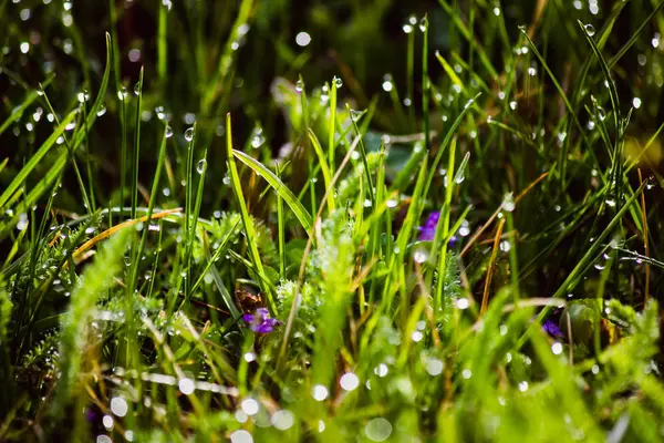 Krople rosy na świeżej zielonej trawie wiosną — Zdjęcie stockowe