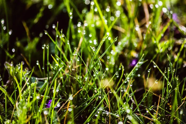 春に新緑の草に露が落ち — ストック写真