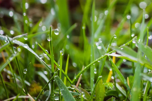 Gotas de rocío sobre hierba verde fresca en primavera — Foto de Stock