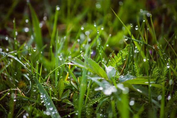 Gotas de orvalho na grama verde fresca na primavera — Fotografia de Stock