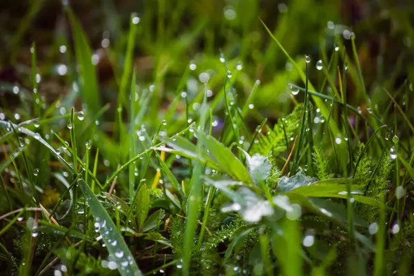 Gotas de rocío sobre hierba verde fresca en primavera — Foto de Stock