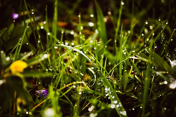 Gotas de orvalho na grama verde fresca na primavera — Fotografia de Stock