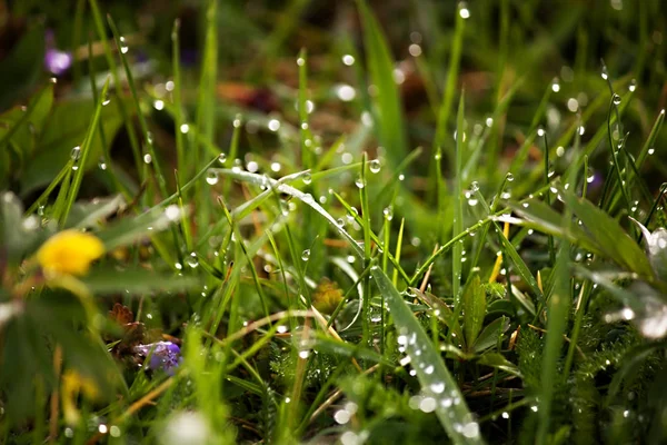 Gotas de orvalho na grama verde fresca na primavera — Fotografia de Stock