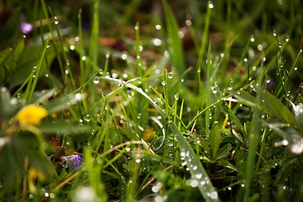 Dew drops on fresh green grass in spring — Stock Photo, Image